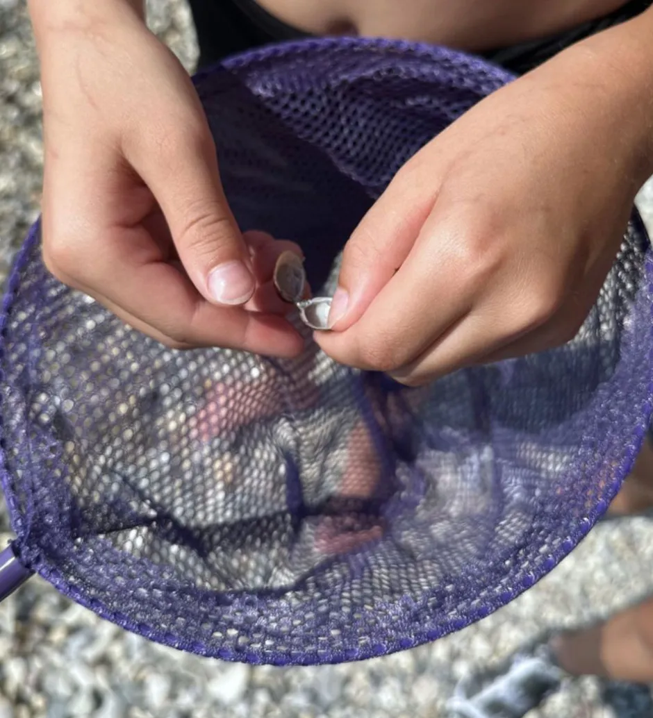 Net - Telescopic Net - Dark Purple>Follow the Duck Hot