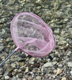 Net - Telescopic Net - Blush Rose>Follow the Duck Sale