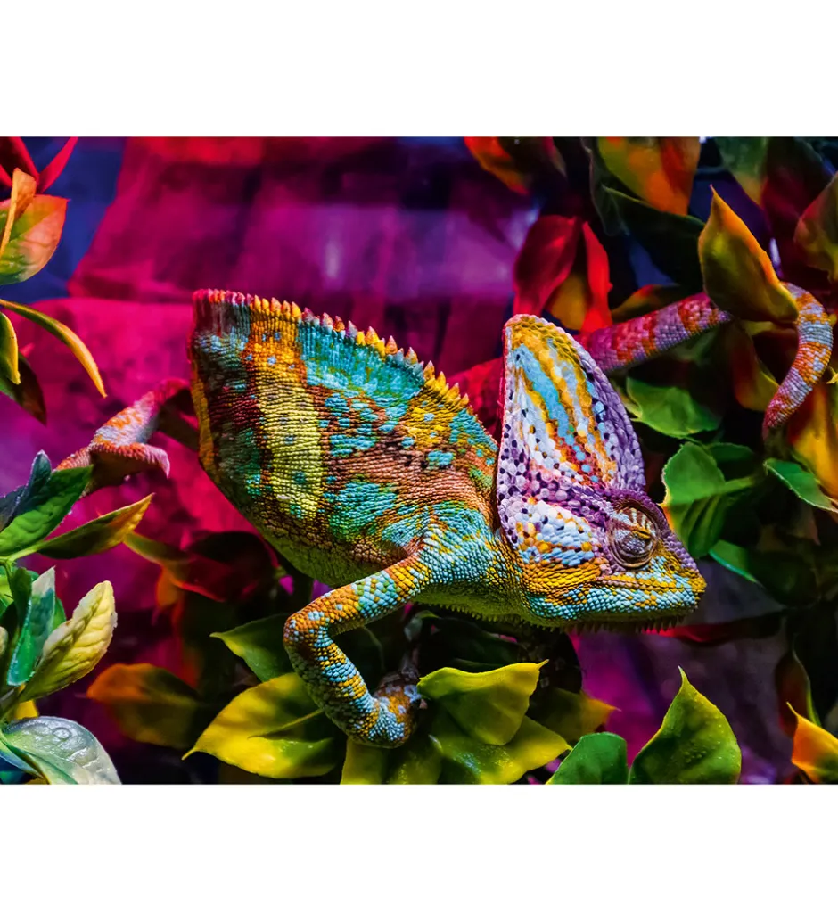 Puslespil - 500 Brikker - Chameleon>Ravensburger Online