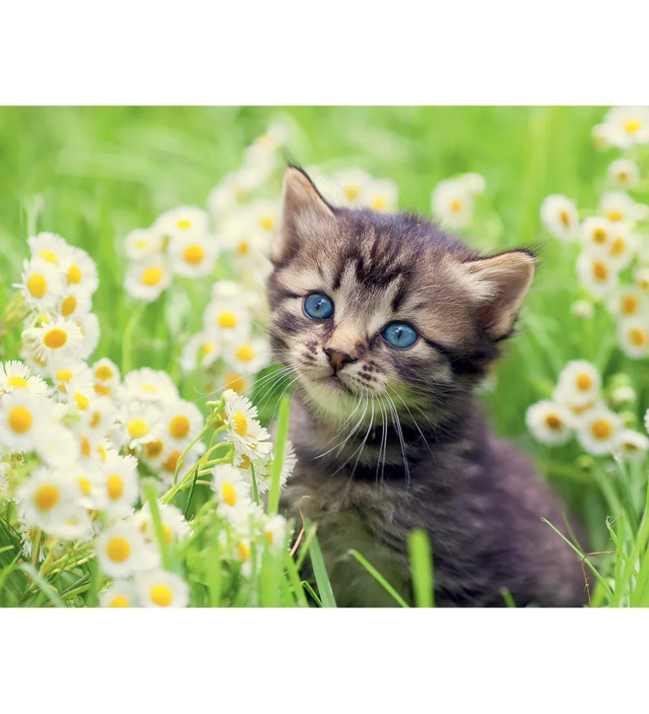 Puslespil - 500 Brikker - Kitten In The Meadow>Ravensburger Clearance